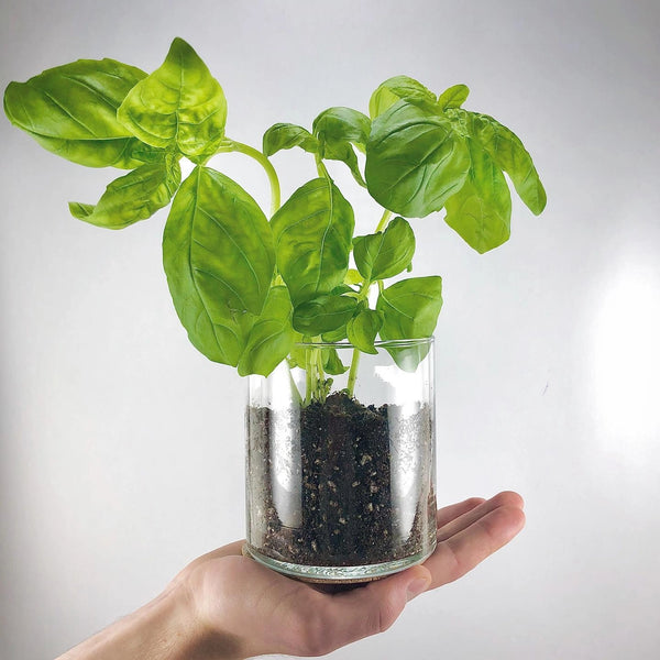 Essential | Basil Culinary Indoor Garden | Herb Gardening