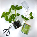 Essential | Basil Culinary Indoor Garden | Herb Gardening