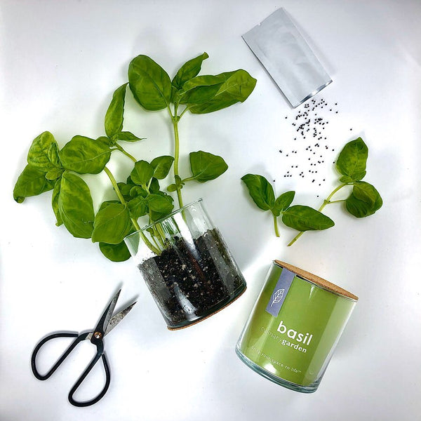 Essential | Basil Culinary Indoor Garden | Herb Gardening