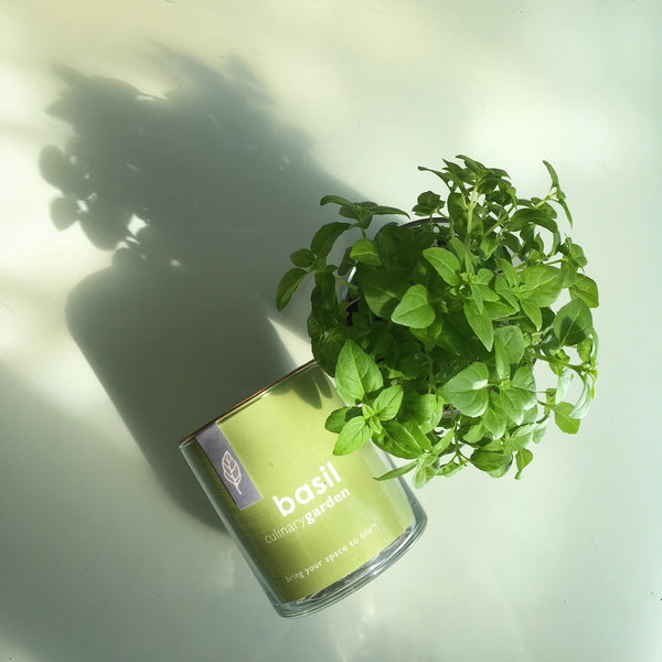 Essential | Basil Culinary Indoor Garden | Herb Gardening