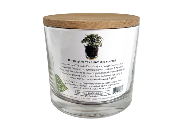 Houseplant Collection | First Snow | Polka Dot Plant