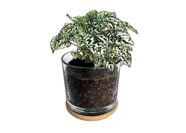 Houseplant Collection | First Snow | Polka Dot Plant