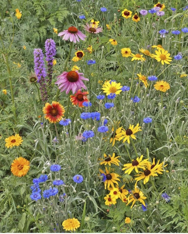 Scatter Garden | Songbird | Bird Lovers