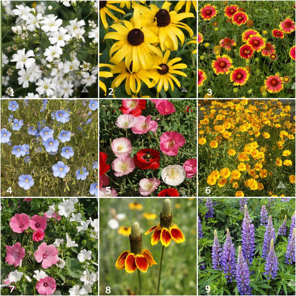 Scatter Garden | Wildflower | Spring