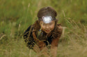 Outdoor Discovery Critter Head Lamp