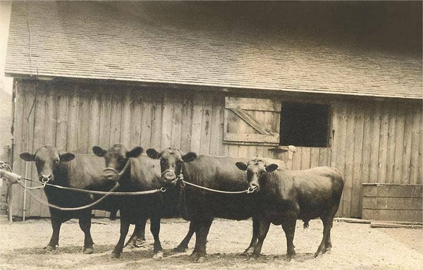 Postcard - Vintage Image - Steers by Barn